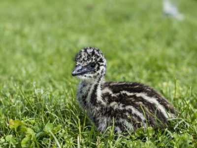 A Baby Emu: 10 Pictures and 10 Incredible Facts