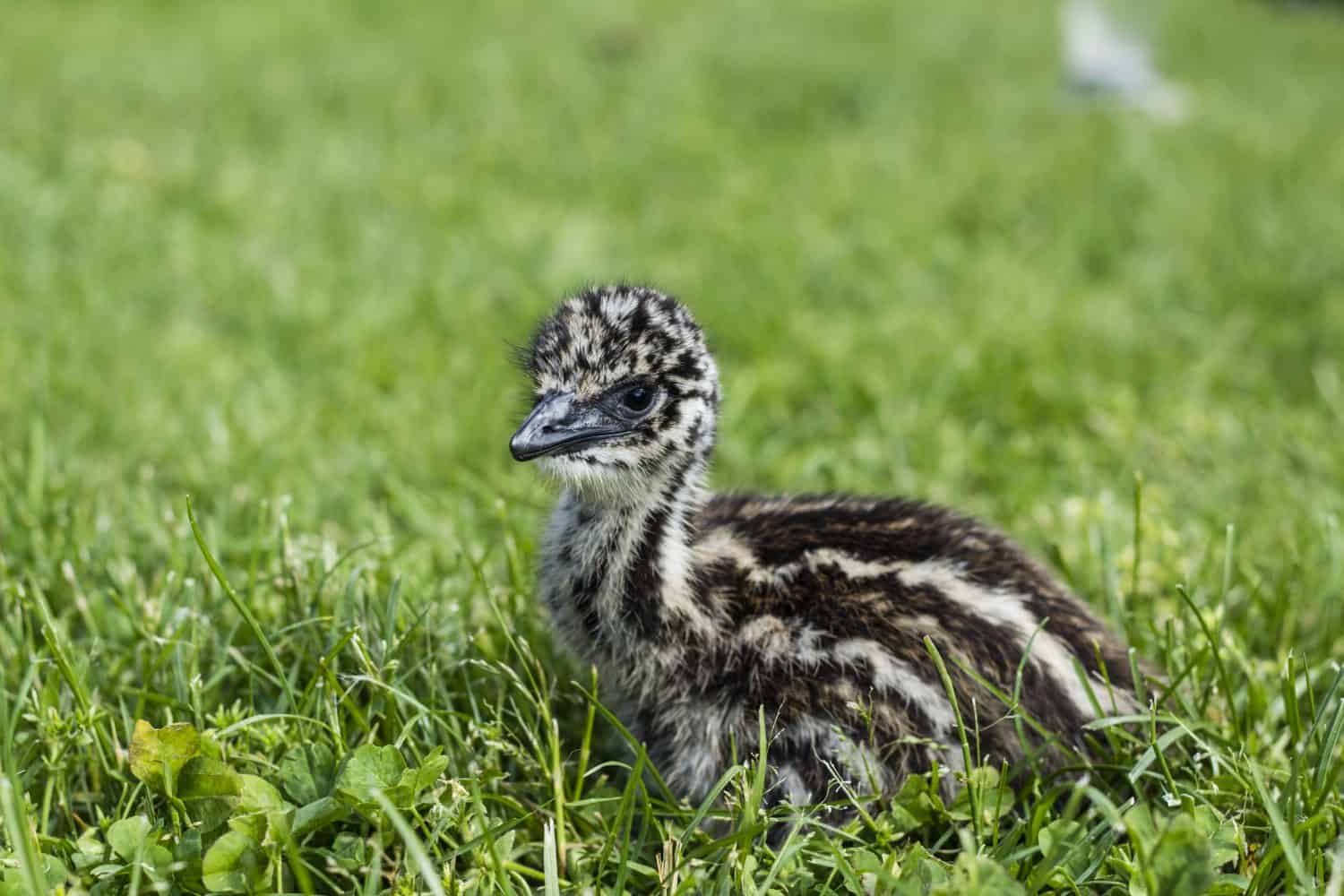 Unusual, cute emu chick in green grass