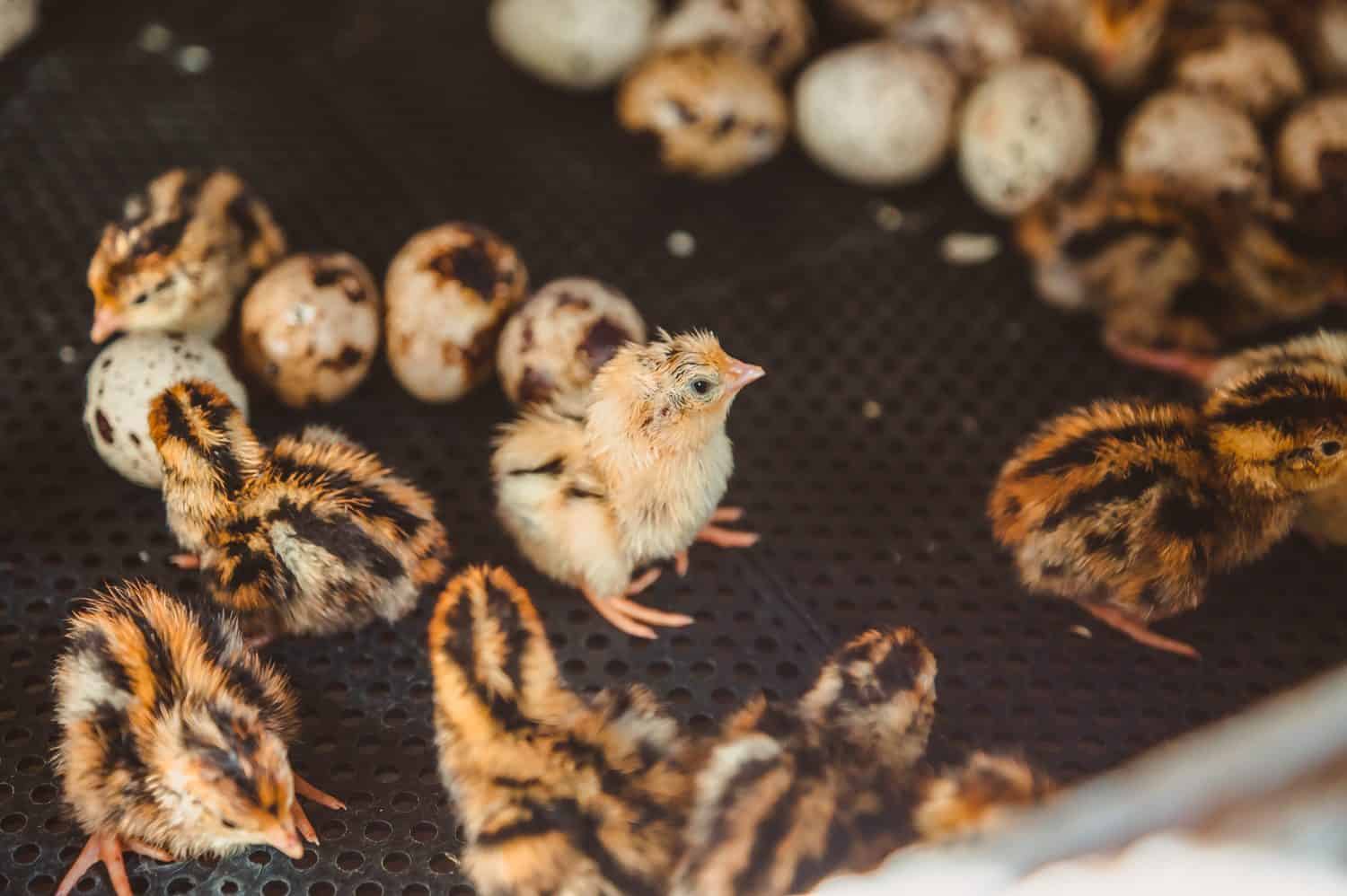 A newborn quail baby stands among the Chicks and eggs in an incubator. 