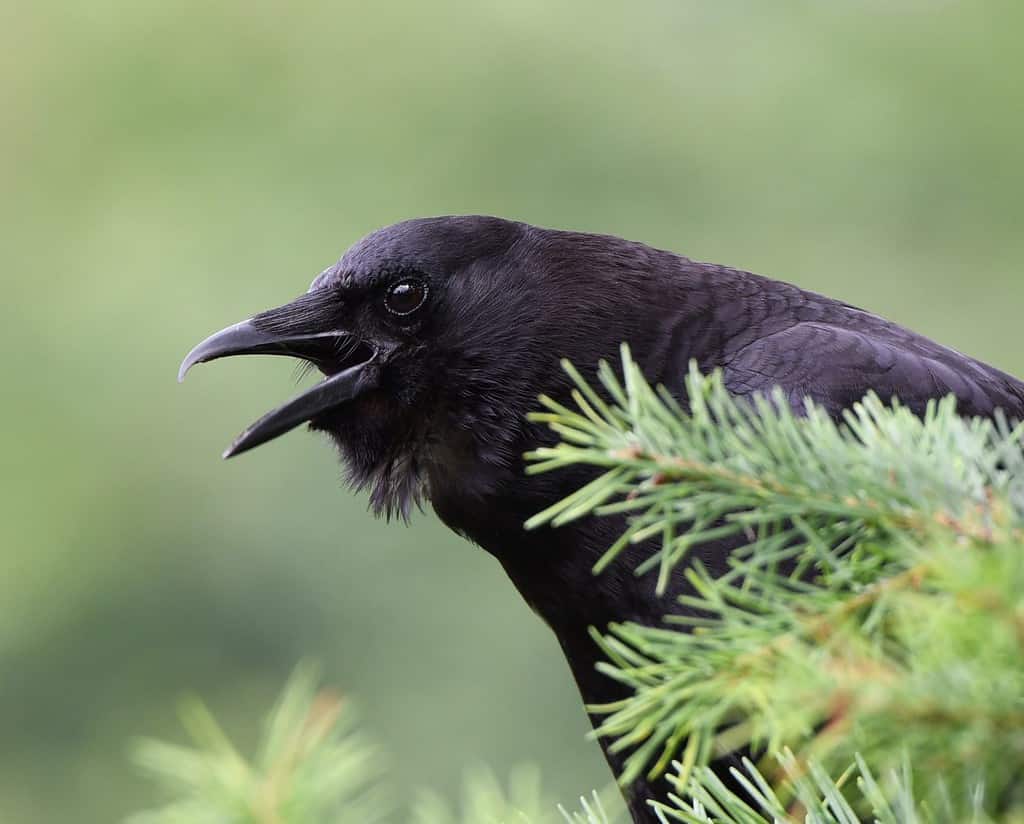 An american crow calling for a mate