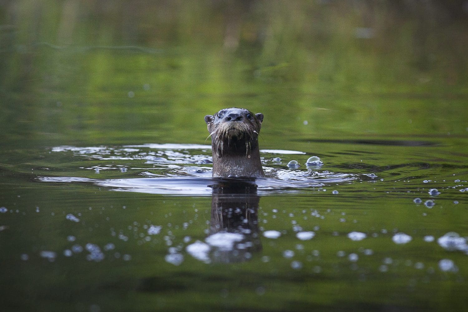 Curious River Otter