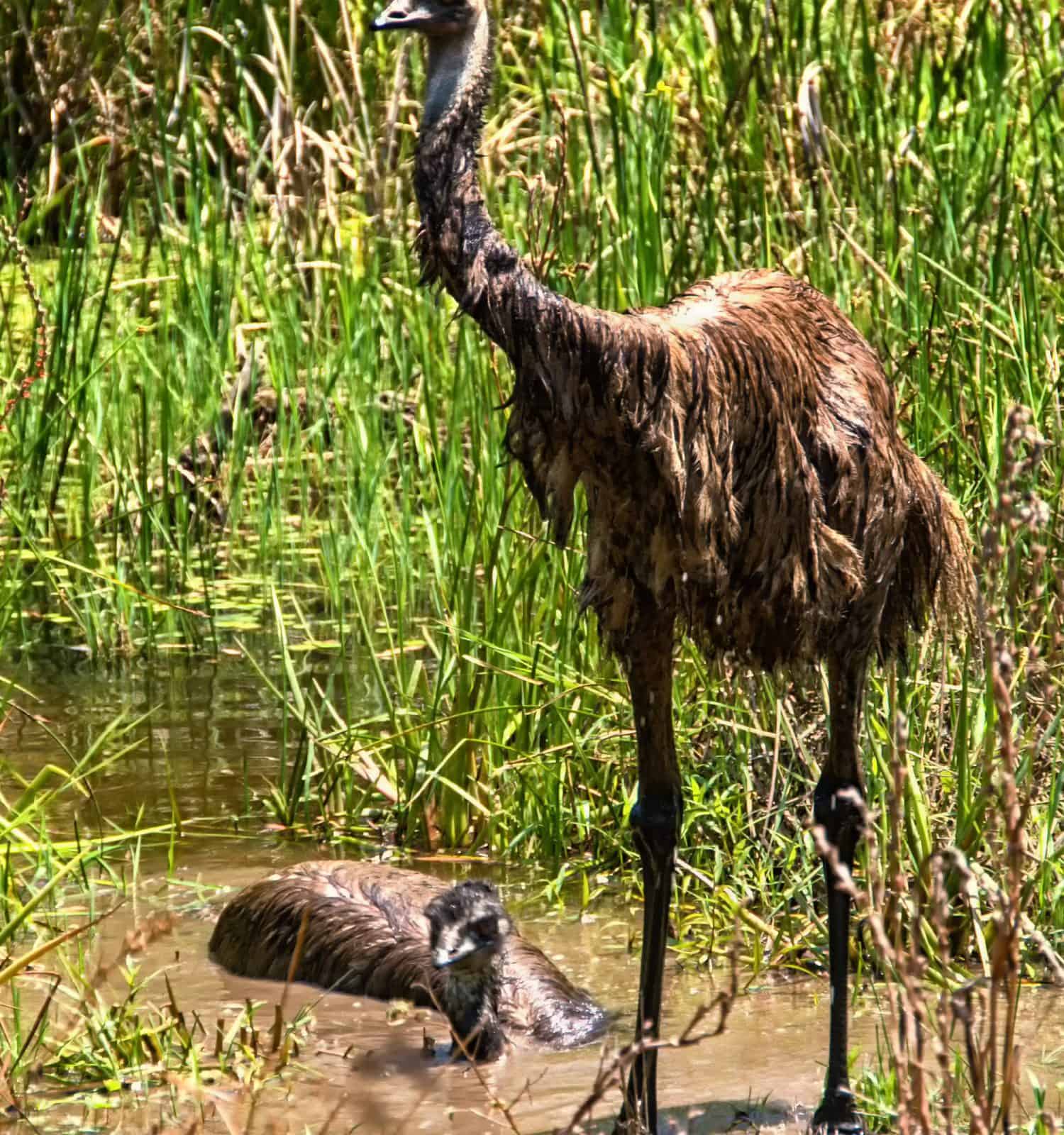 Emu's Cooling Down On A Hot Day