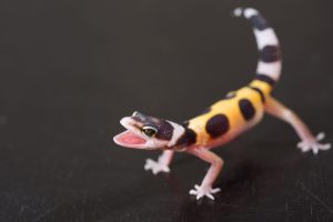 Baby Leopard Gecko: 10 Pictures and 10 Amazing Facts Picture