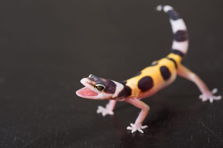 A cute leopard gecko stands in a defensive posture. Little lizard (Eublepharis Macularius).