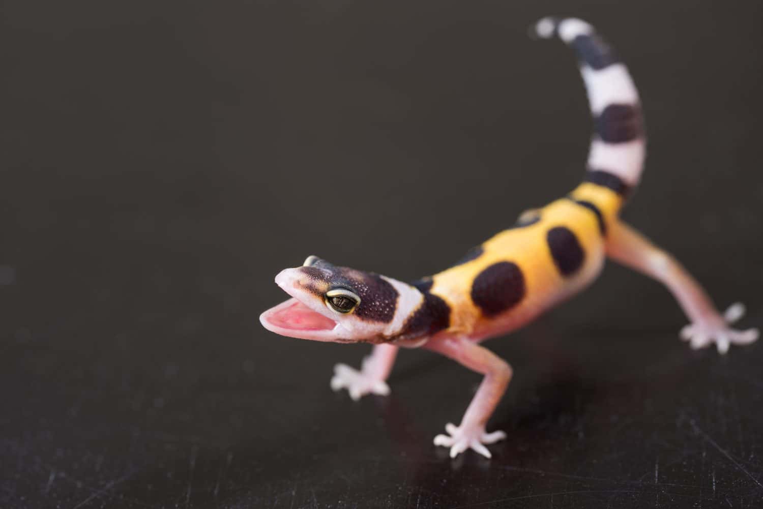 A cute baby leopard gecko stands in a defensive posture. 