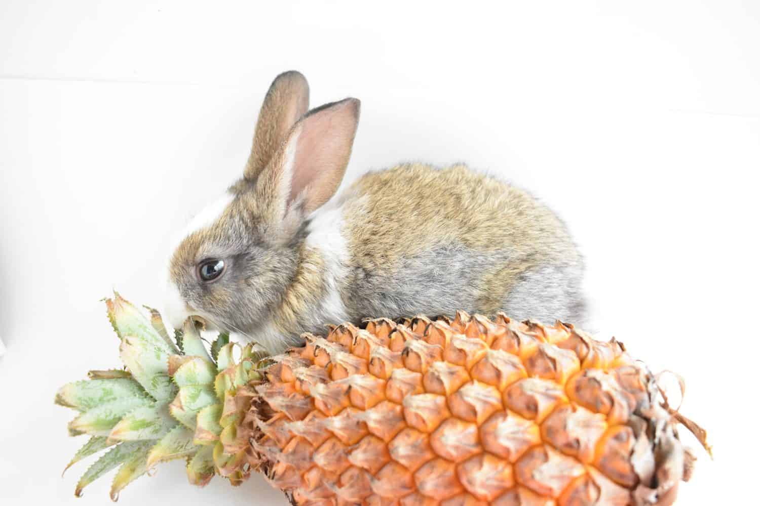 Cute brown bunny playing with a pineapple in white background, Easter rabbit, funny, Happy Easter, lovely pet, home sweet home