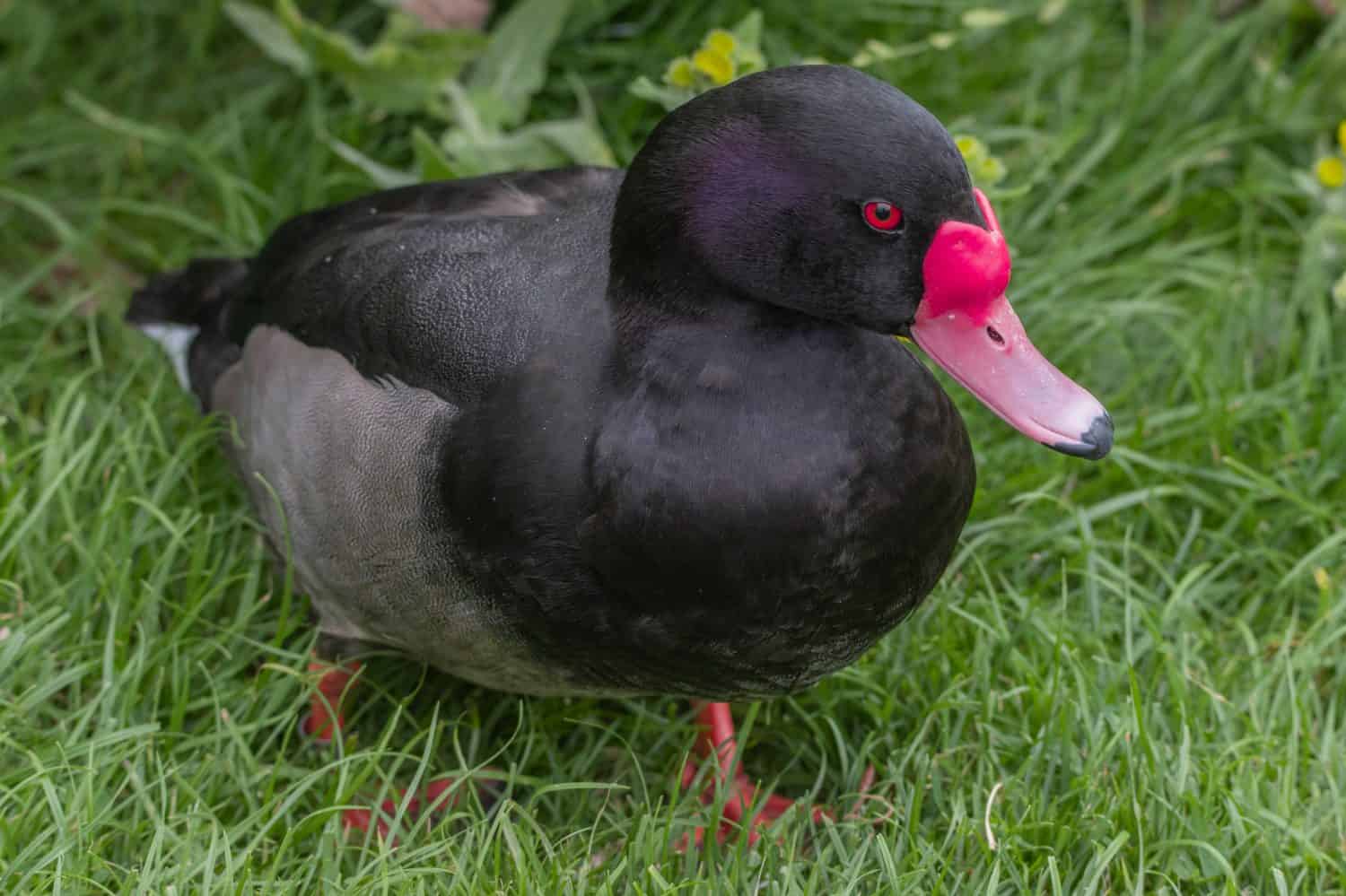 A close up of a Rosybill Pochard diving Duck with piercing red eyes