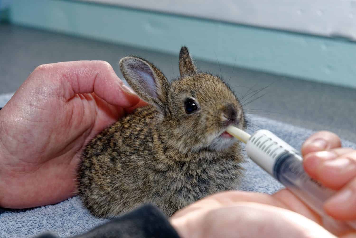 European Rabbit (Oryctolagus cuniculus) Kid in care at the wildlife rescue center.