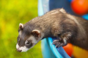 Yes, Ferrets Can Eat Tuna (But Follow These 3 Steps) Picture