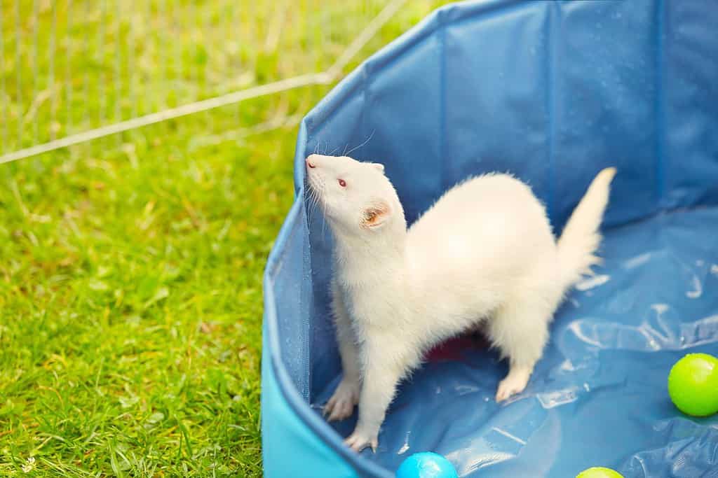 Albino ferret playing in summer hot day time in swimming pool