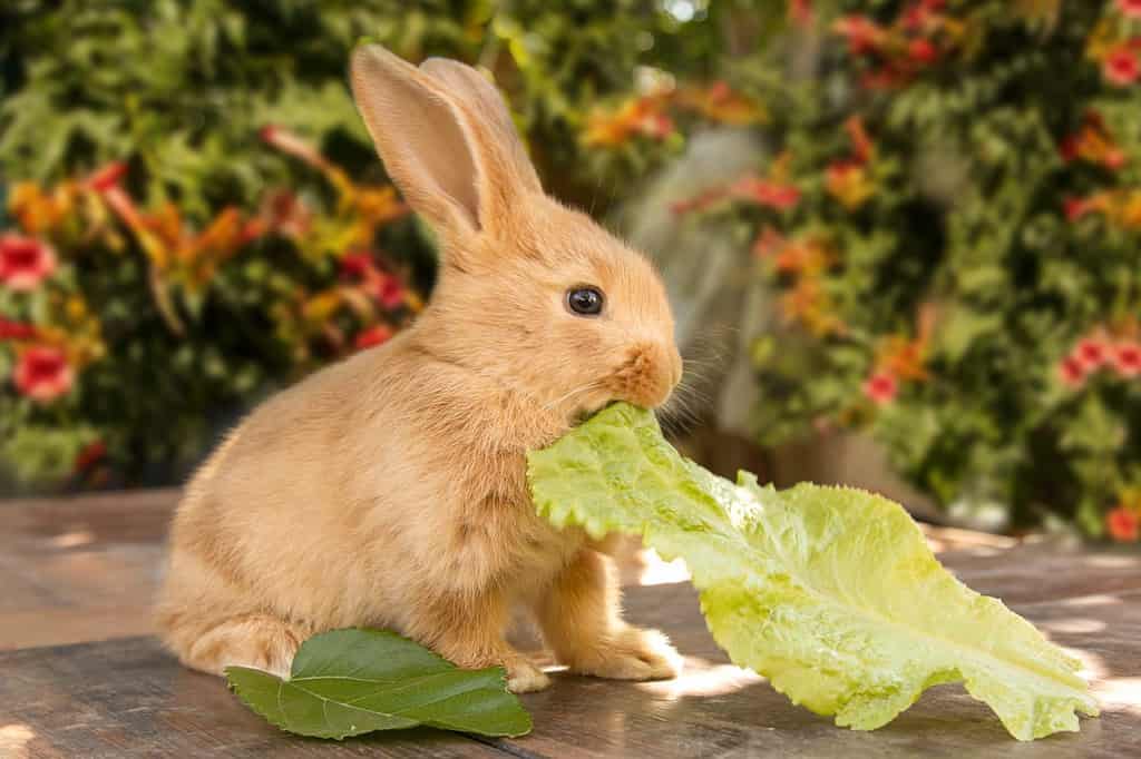 Cute rabbit, against a background of nature and flowers. Eating cabbage looks at the camera. Adorable little pets concept.blurred background