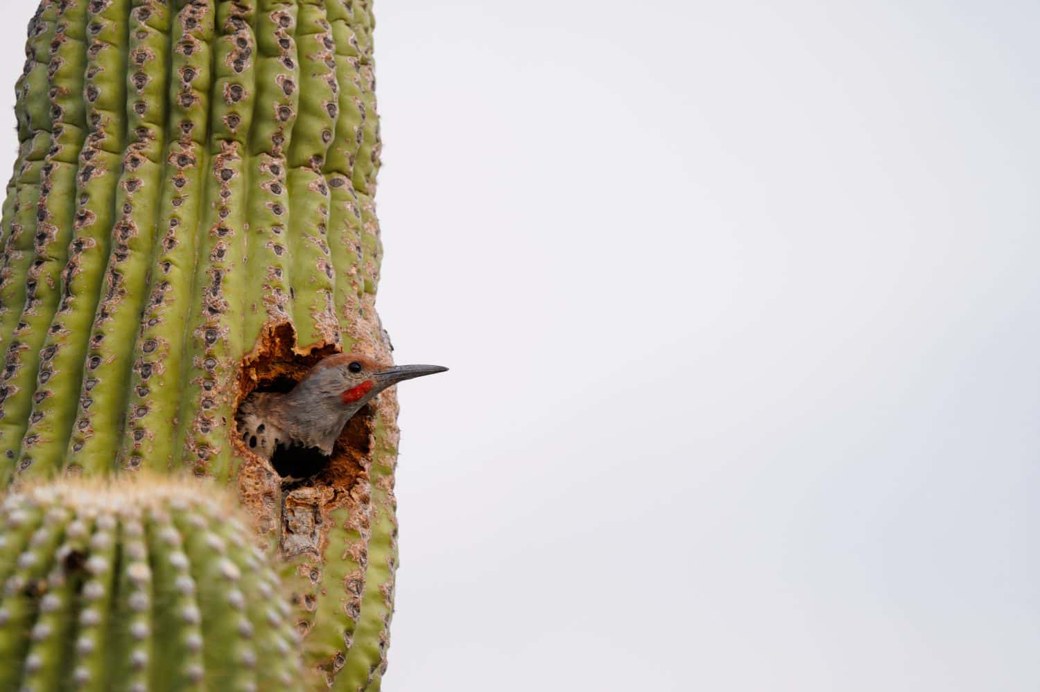 Gilded Flicker playing peek-a-boo from his Saguaro Cactus nest cavity