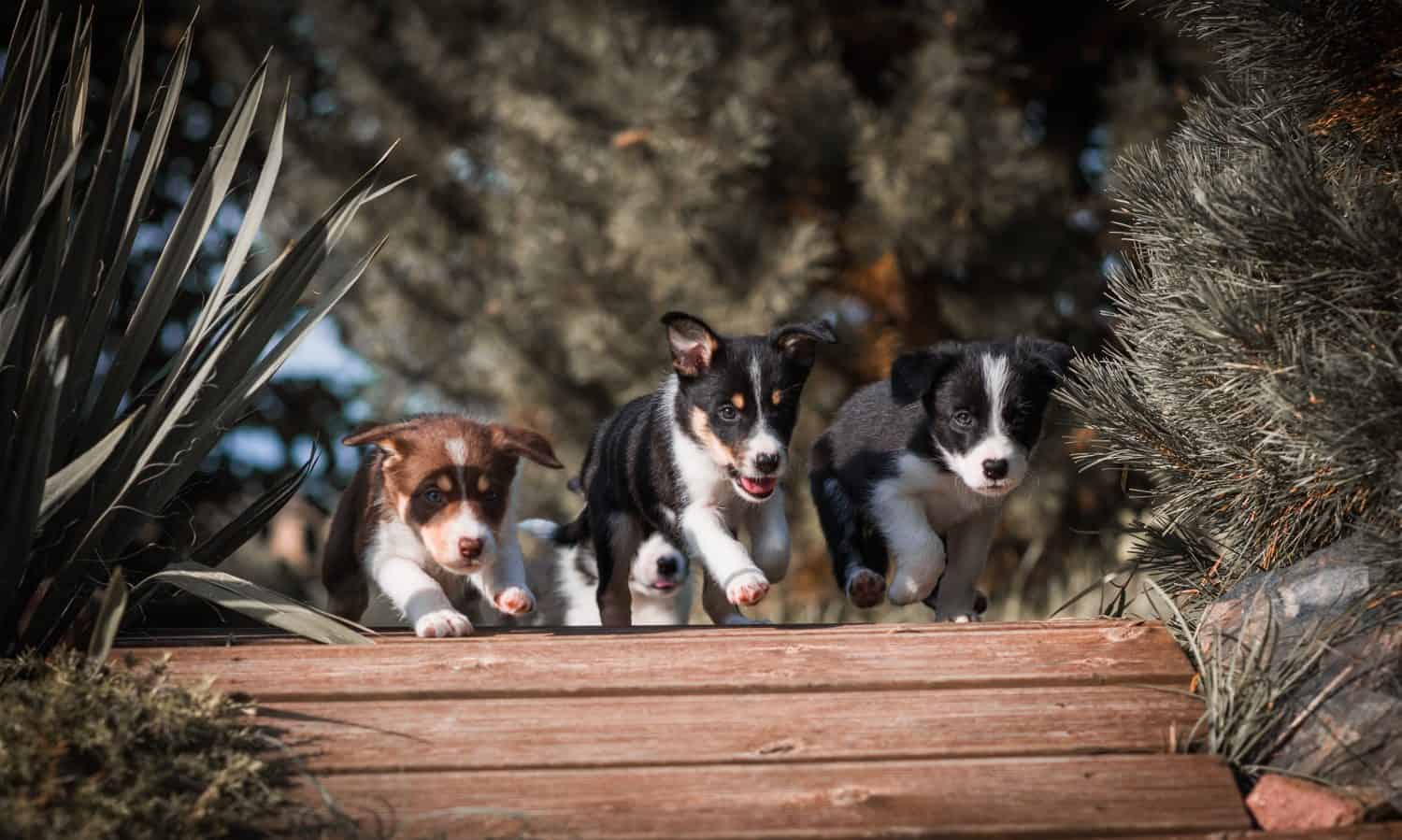 Border collies autumn puppies dogs