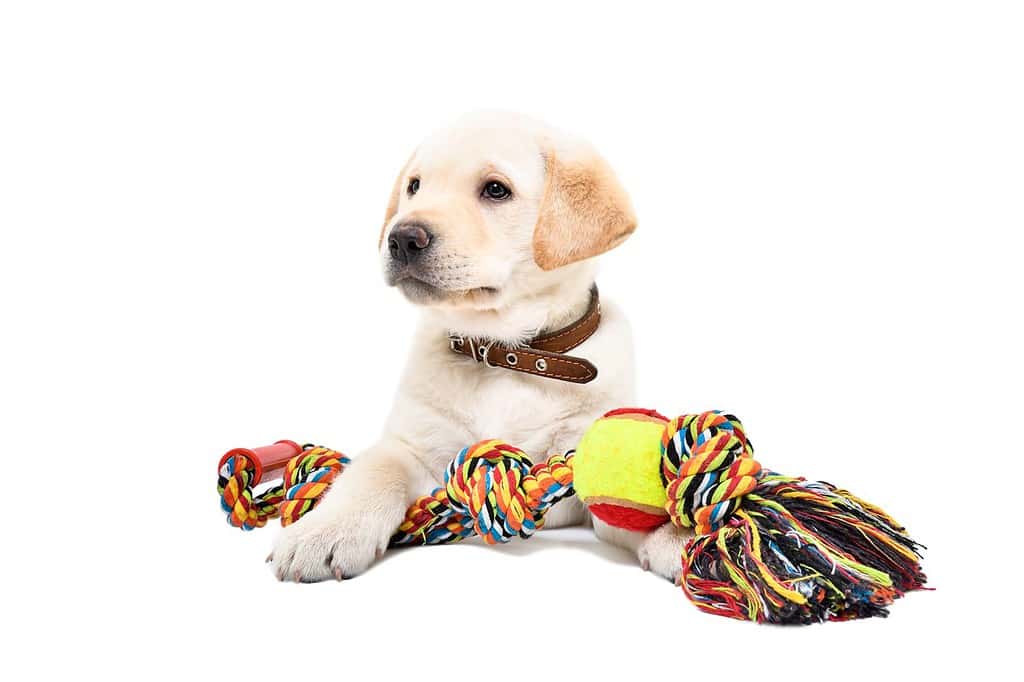 Funny Labrador puppy lying with a toy for dogs isolated on white background