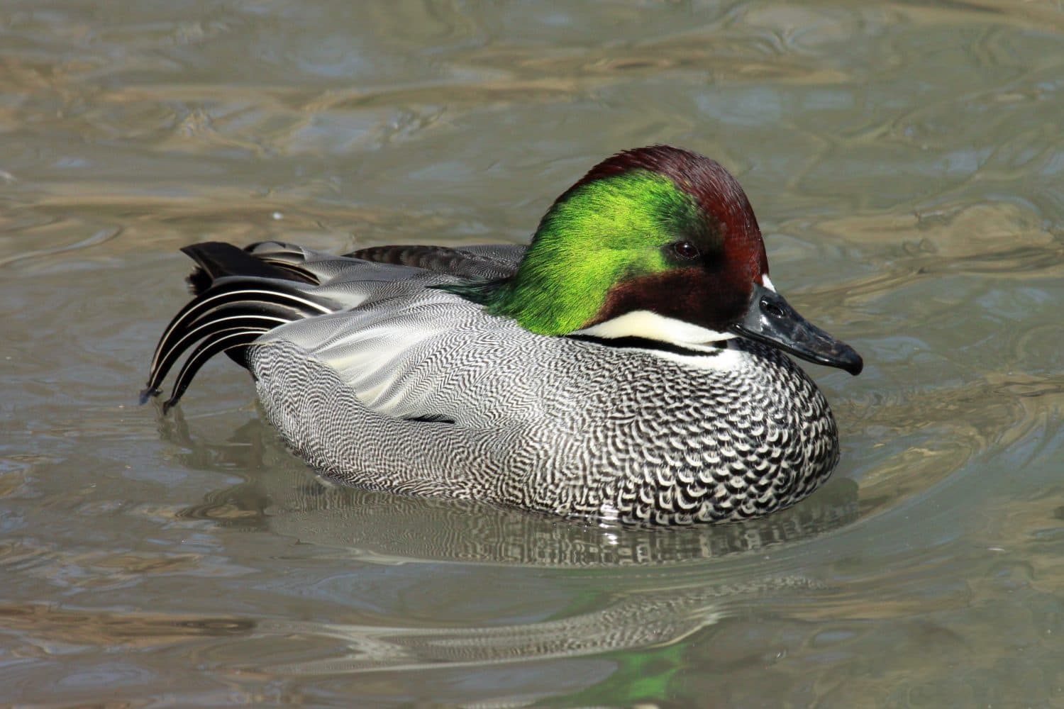 Falcated duck (Mareca falcata); male