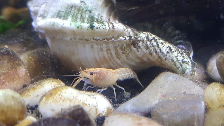 The baby fresh water lobster in the aquarium is very soothing to look at.