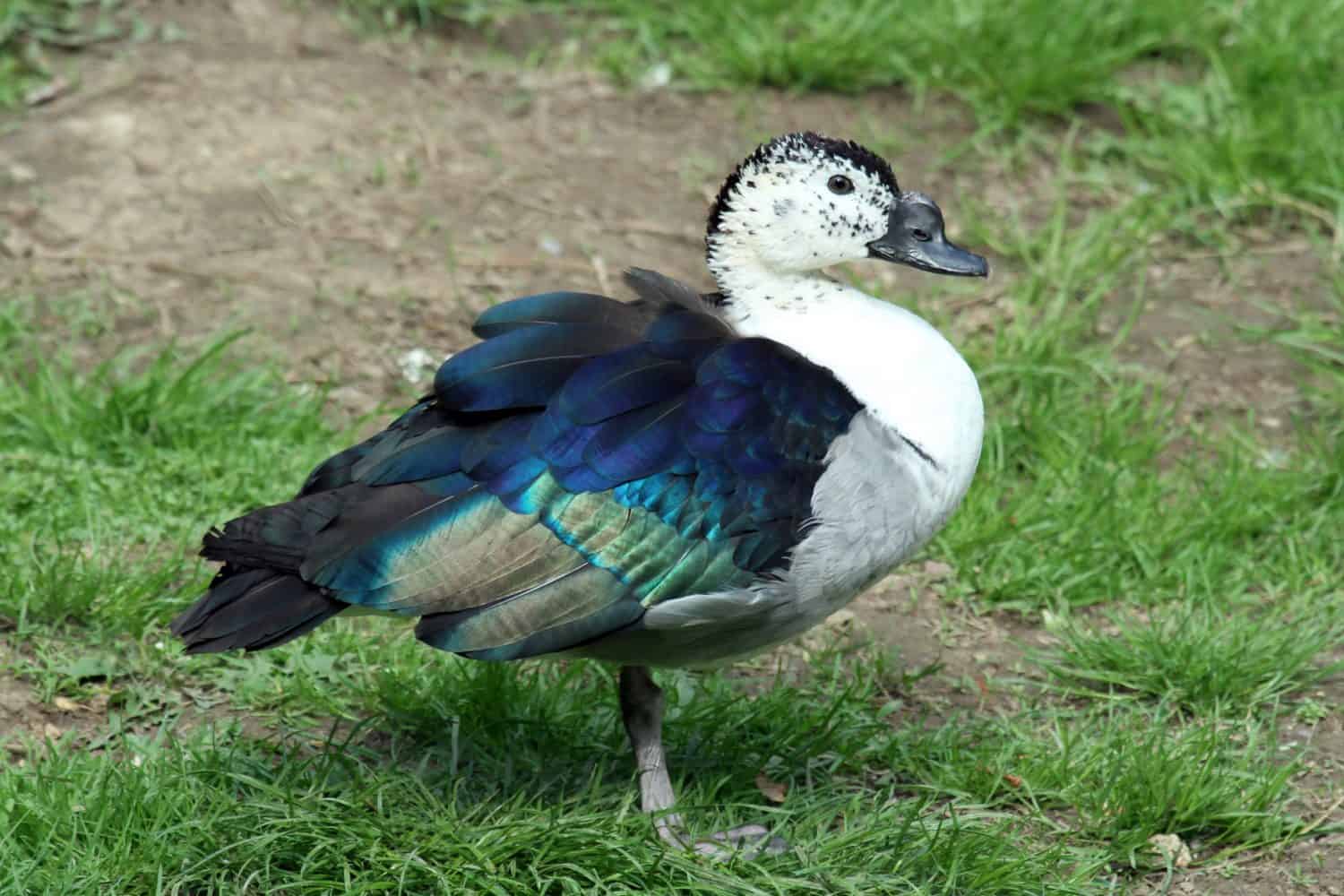 Knob-billed duck (Sarkidiornis melanotos); male