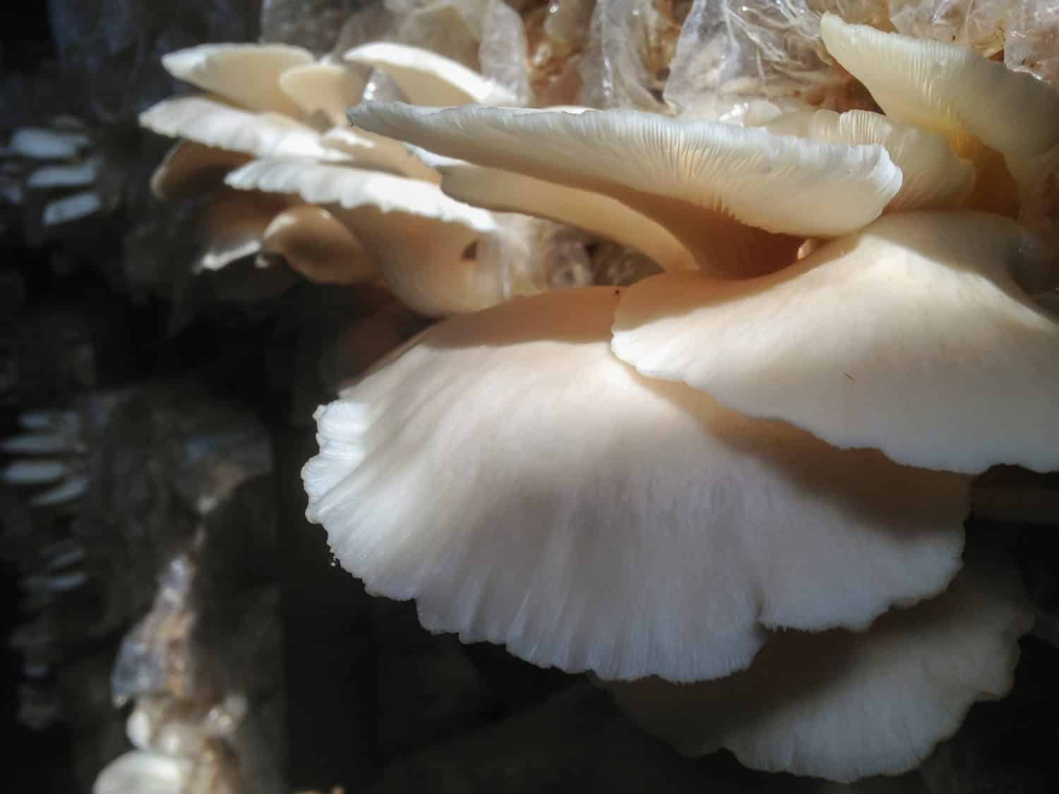 the blooming white oyster mushroom ready to plucked for harvest in house of mushrooms
