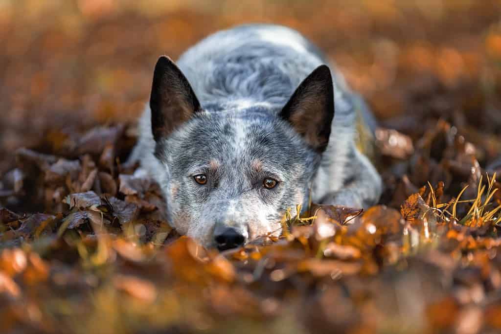 Blue heeler dog is lying down on fallen autumn orange leaves. Portrait of australian cattle dog at nature.