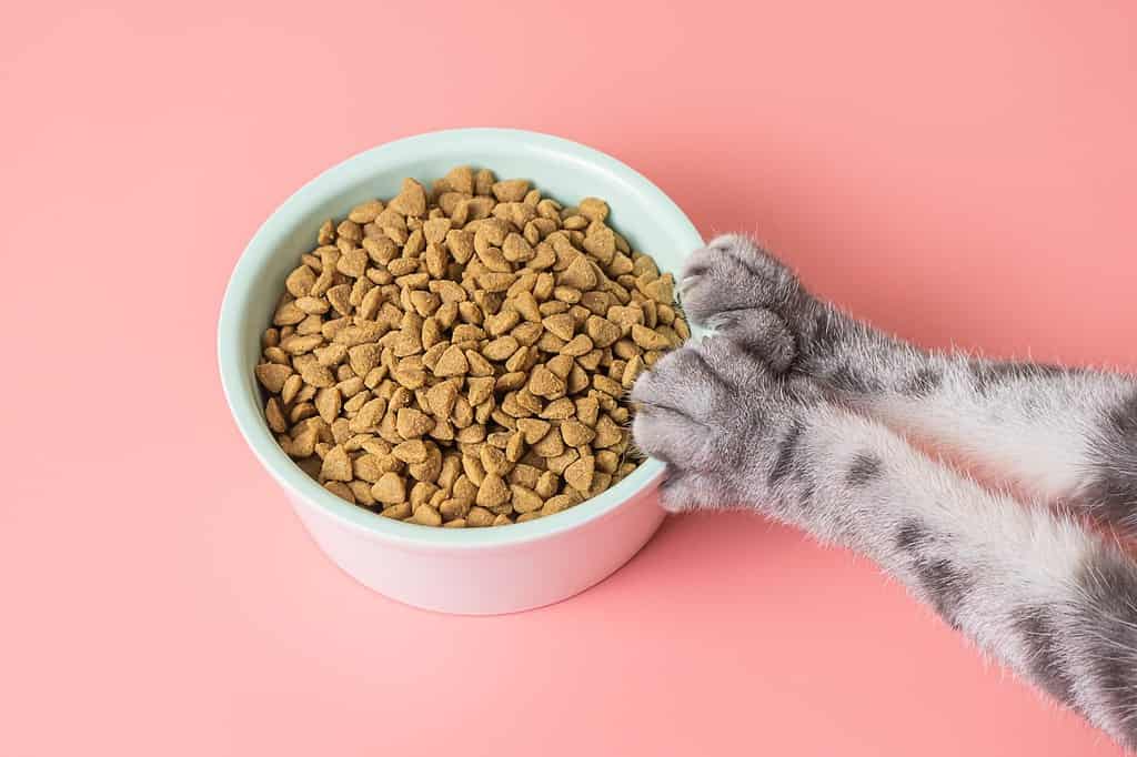 Cat dry food in a bowl and paws on a pink background. The concept of a diet for pets, the choice of food for cats. Copy space, minimalism.