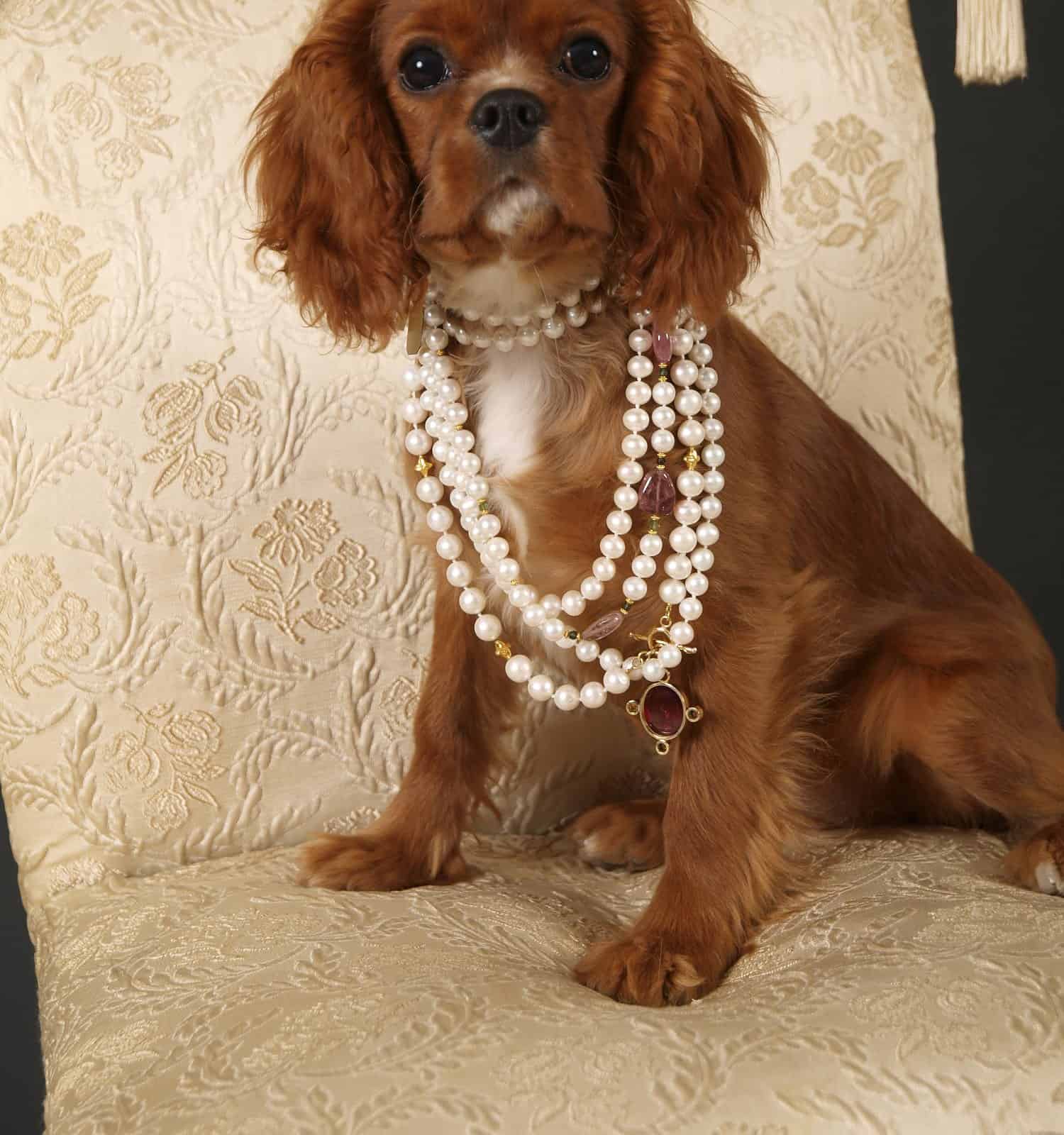 Stock photo of a King Charles Cavalier puppy wearing strings of pearls