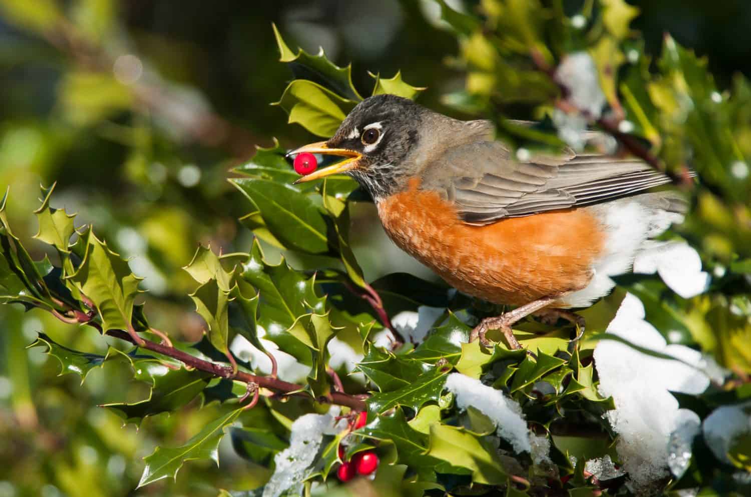  male American Robin Turdus migratorius eating berry in winter holly in Union Bay, British Columbia Canada