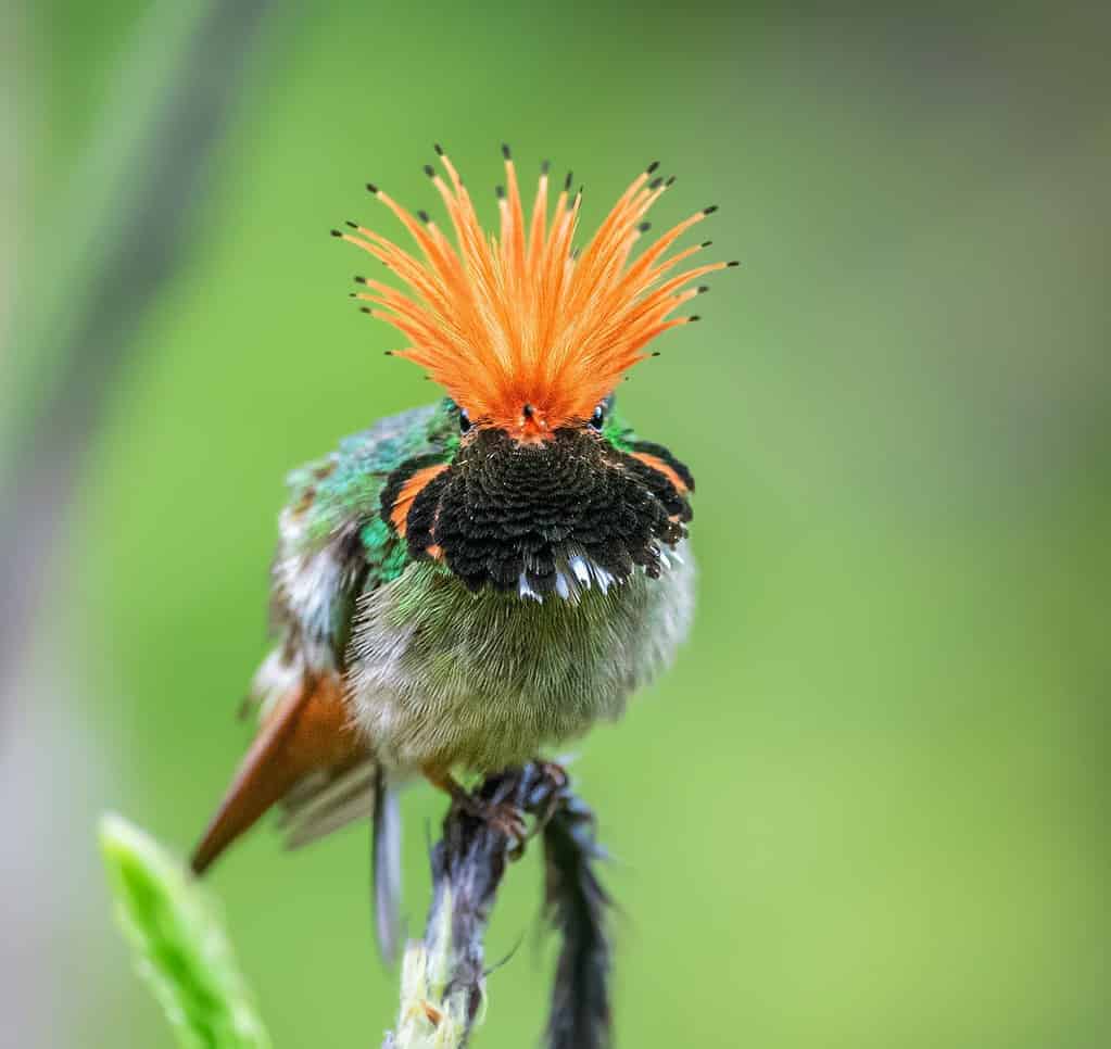 Rufous-crested Coquette foraging in the forest