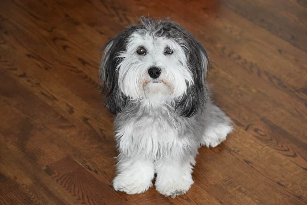 Black and Silver Havanese Dog Sitting Properly in a Warm House on a Hardwood Floor Head on view (Isolated Havanese Dog Portrait)
