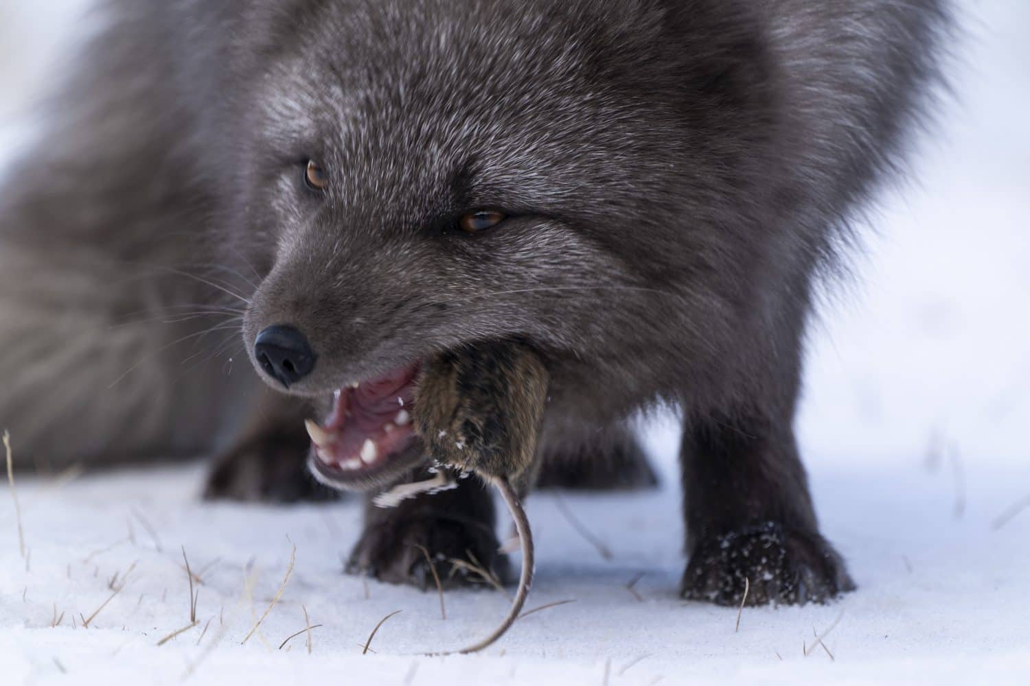 Arctic fox eating a mouse in snow