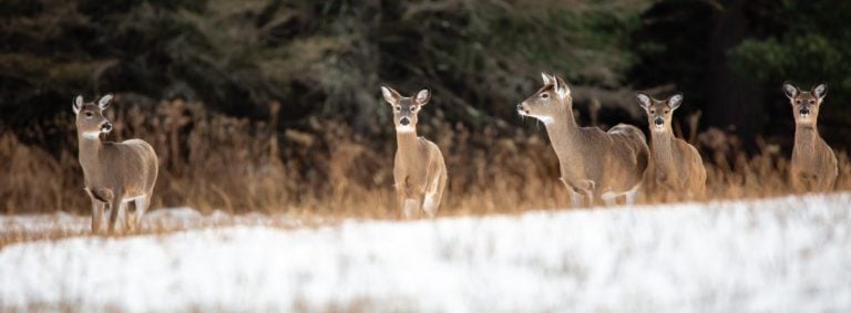 White-tailed deer (Odocoileus virginianus) very alert in a Wisconsin snow covered field in January, panorama