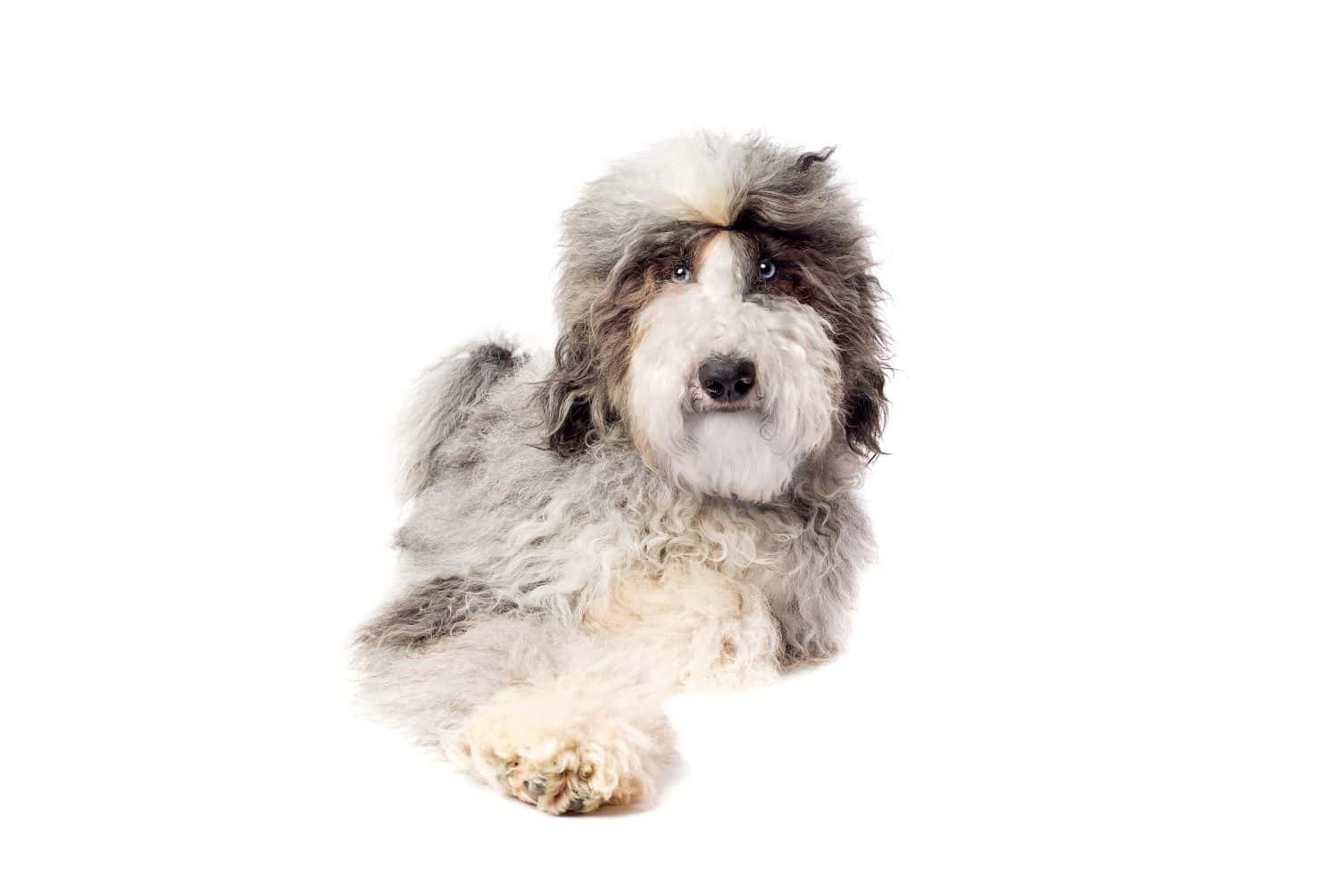 Sheepadoodle dog in front of a white background