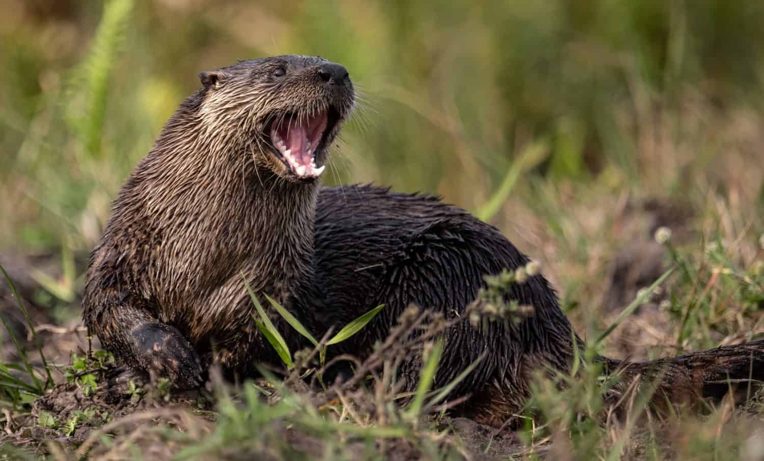 A river otter in Florida 
