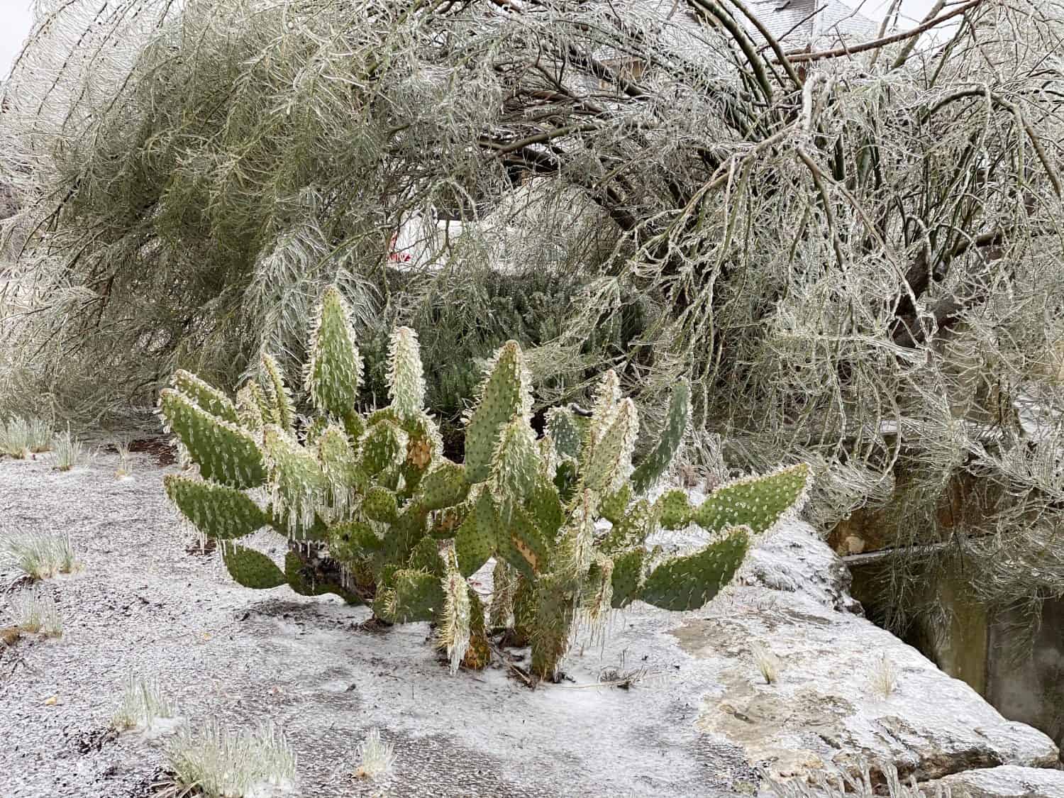 Winter storm in Austin Texas. Cacti in ice. Freezing rain. Winter scene. Natural disaster