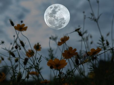 A March Full Moon: Discover the Origin and Meaning of the Worm Moon