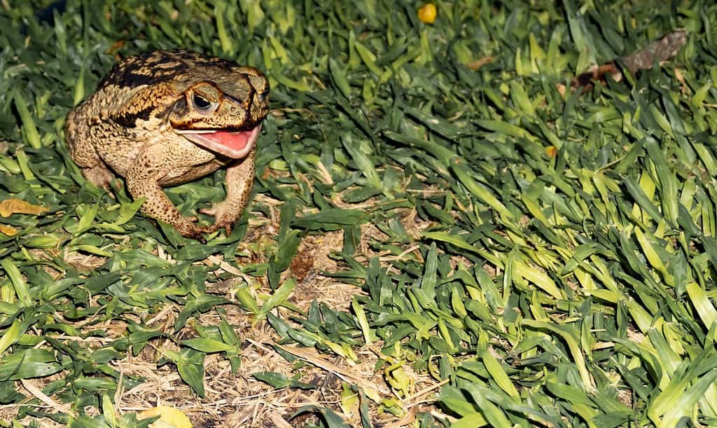 Toad hunting - Open mouth. Duttaphrynus melanostictus is called Asian common toad, Asian black-spined, black-spectacled, common Sunda, Javanese toad. In the garden on the brazilian grass. Night.