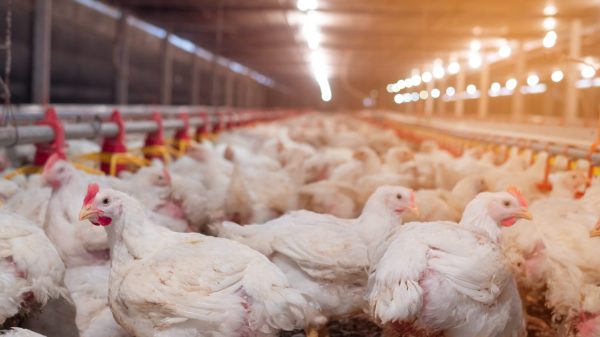 The Top 20 Chicken Producing States - A-Z Animals