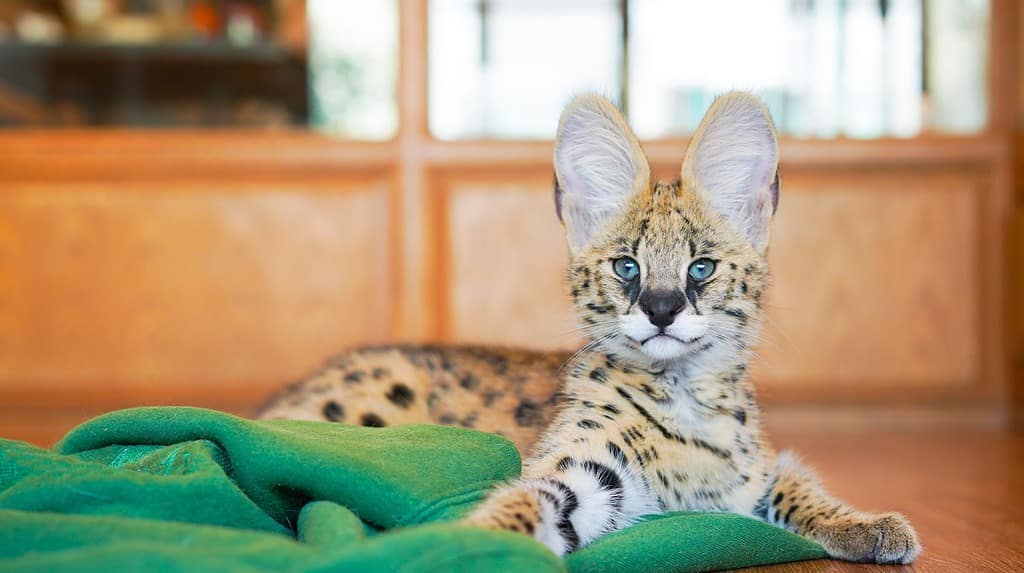 Serval cat, African native cat in North Africa and the Sahel, Saharan countries except rainforest regions. Yellow fur with black dot and big fluffy ears at home.