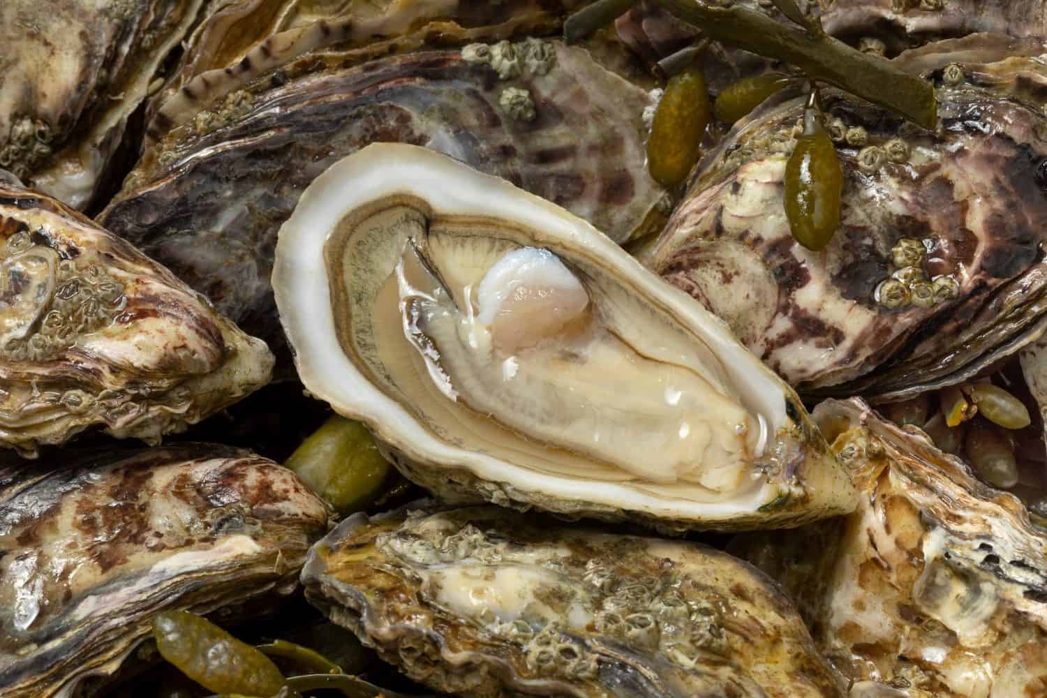 Fresh raw closed Pacific oysters, Japanese oysters full frame and an open one close up
