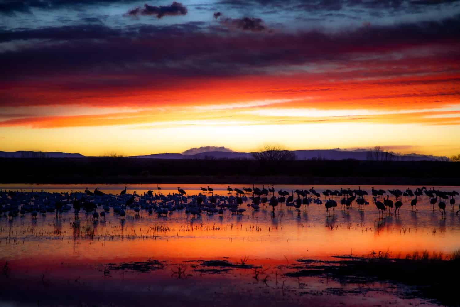 Sandhill Cranes and Snow Geese at Sunrise in Bosque del Apache Wildlife Preserve in New Mexico