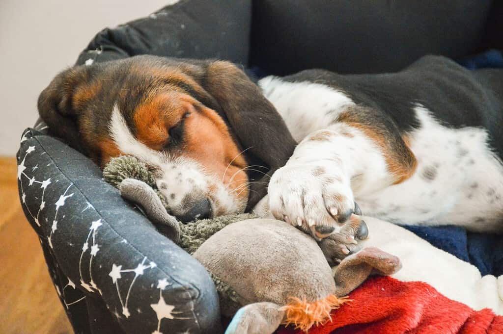 Basset Hound puppy sleeps in his bed, hugged the toy. Basset hound puppies.