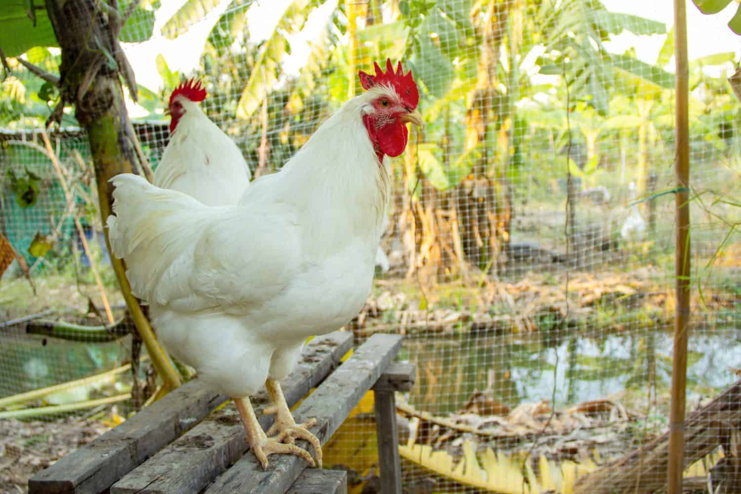 Rhode Island White rooster england species in free range husbandry natural animal in backyard lifestyle farming garden organic.