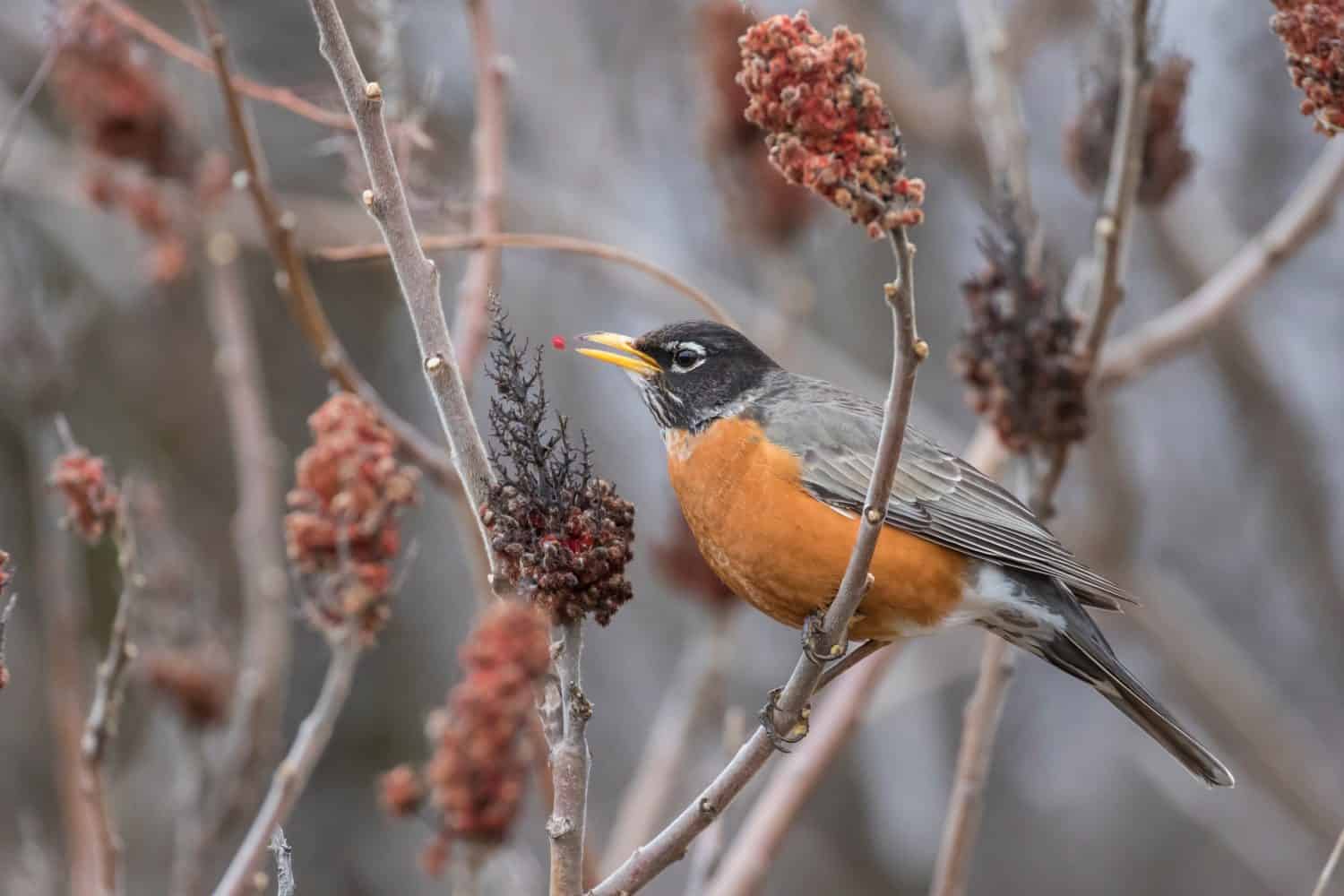 The American robin (Turdus migratorius)