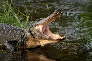 This Alligator Blocks a Runaway Possum’s Escape Picture