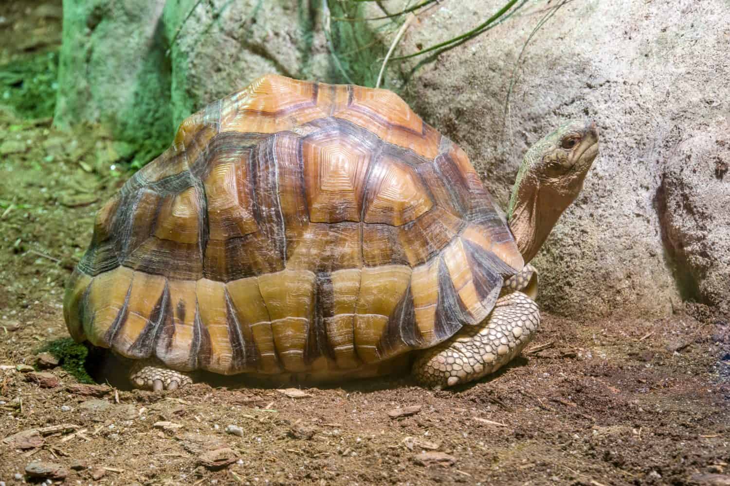 The angonoka tortoise (Astrochelys yniphora) is a critically endangered species of tortoise severely threatened by poaching for the illegal pet trade. It is endemic to Madagascar.