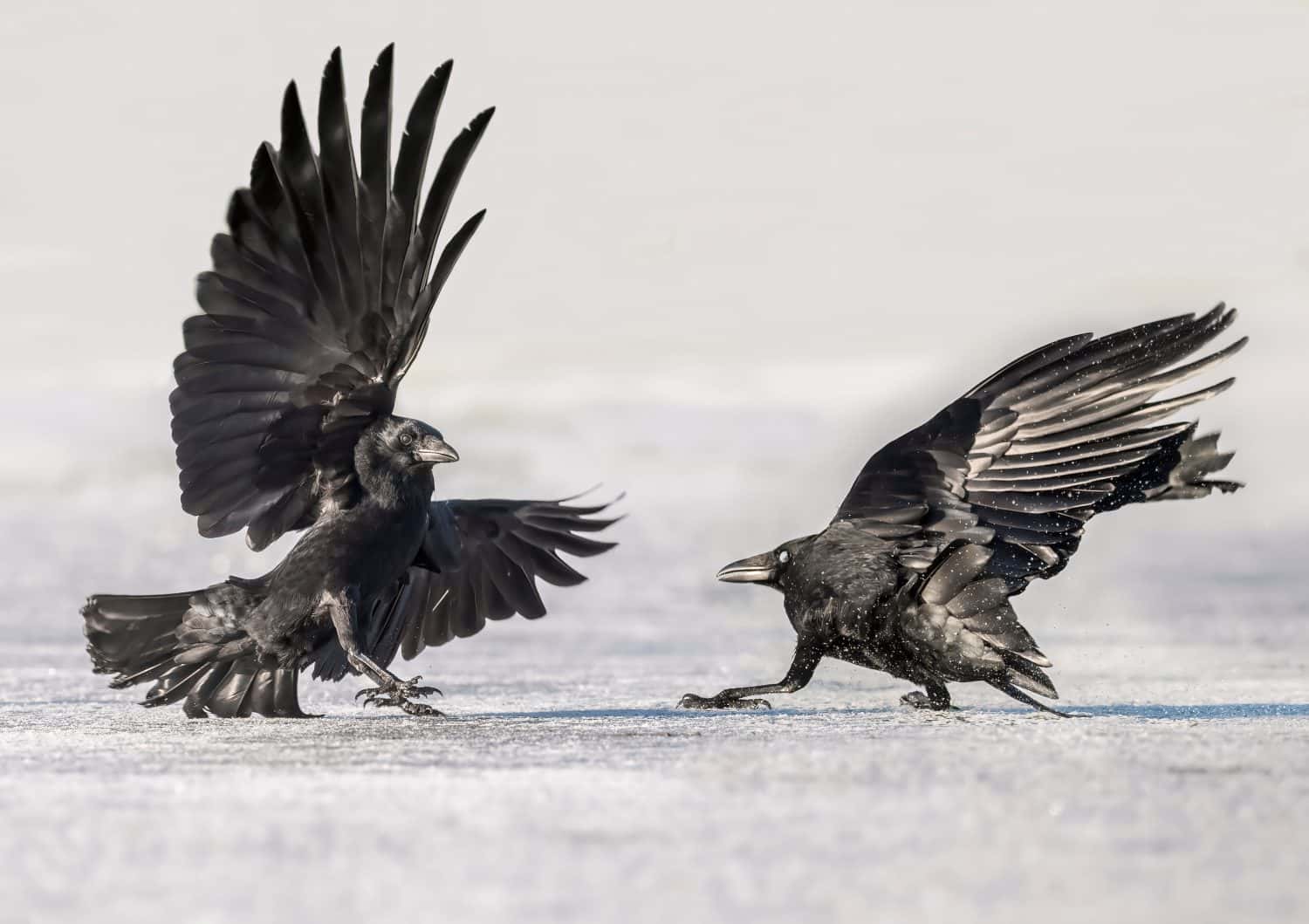Crows fighting on the ice, close up, in Scotland in the winter