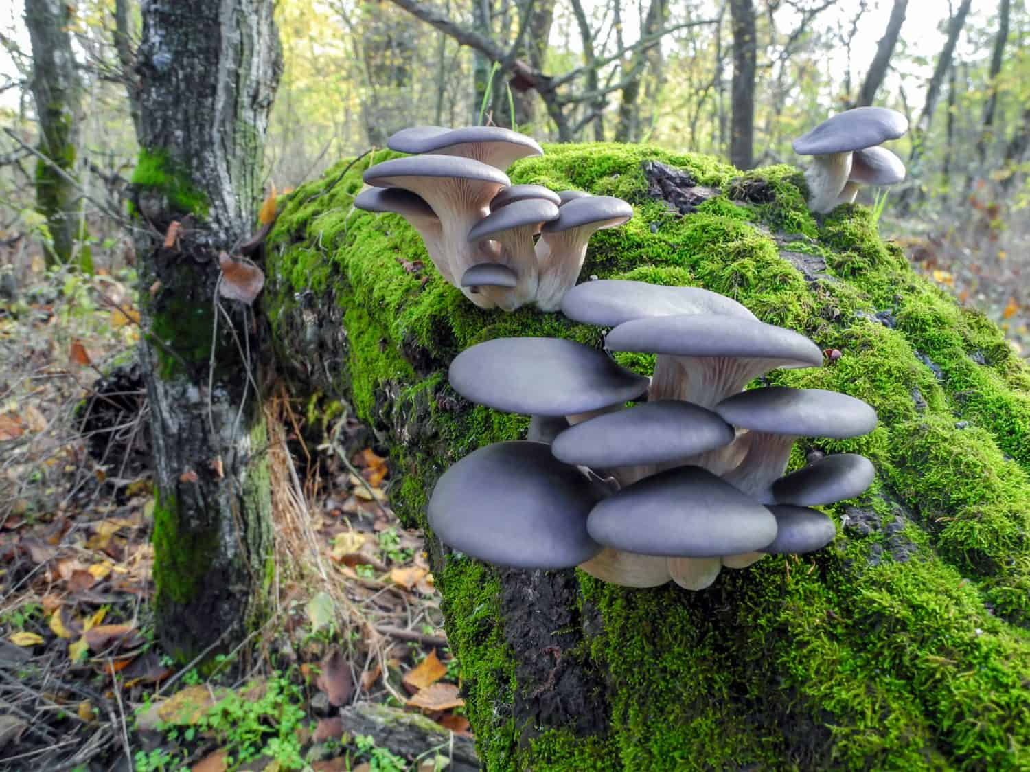 Blue hat of oyster mushrooms growing on green moss on a fallen tree