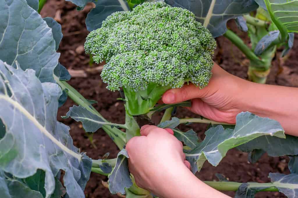 Female farmer's hands cut large green broccoli cauliflower on garden bed. Countryside season organic vegetables.