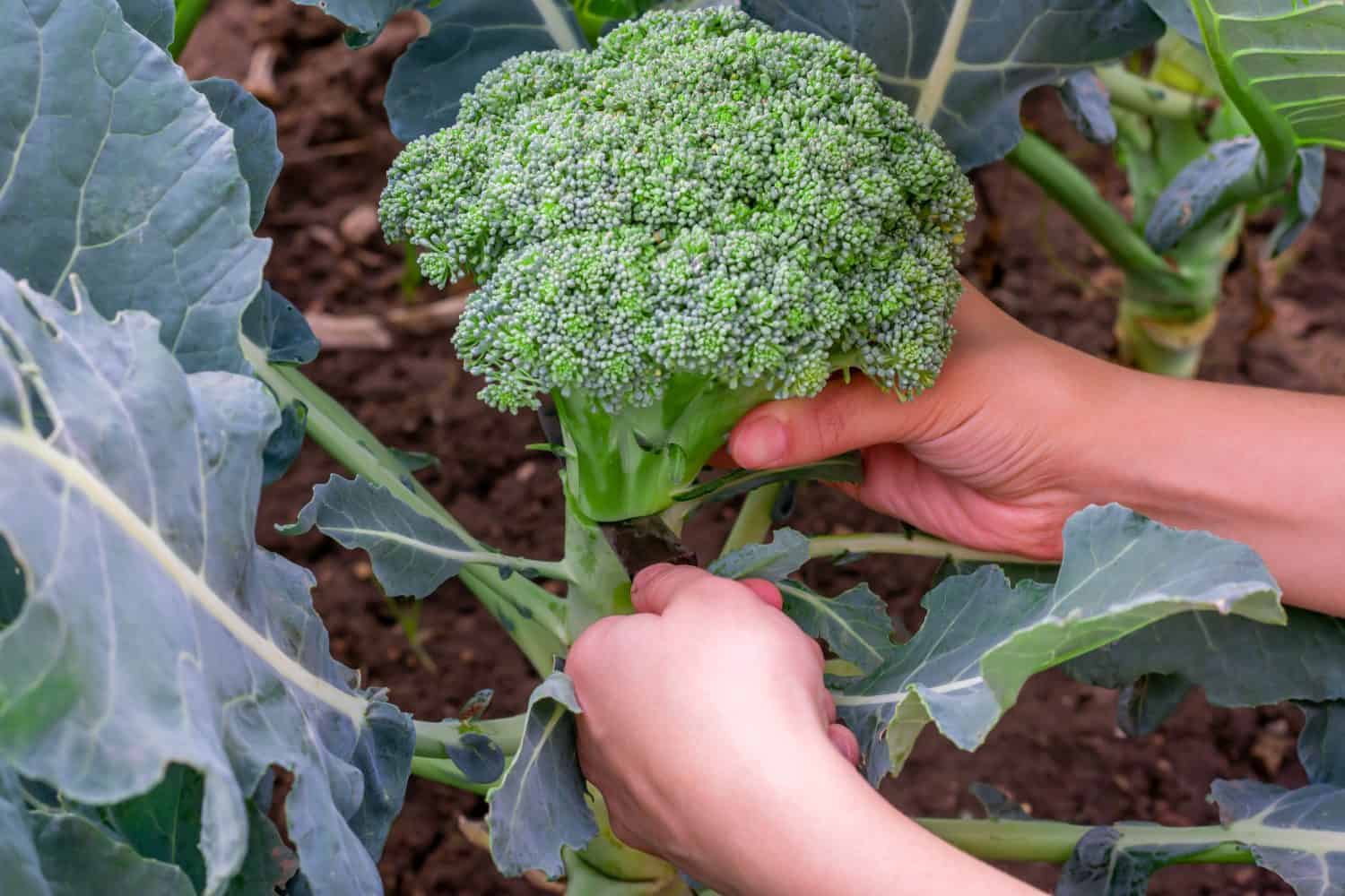Female farmer's hands cut large green broccoli cauliflower on garden bed. Countryside season organic vegetables.