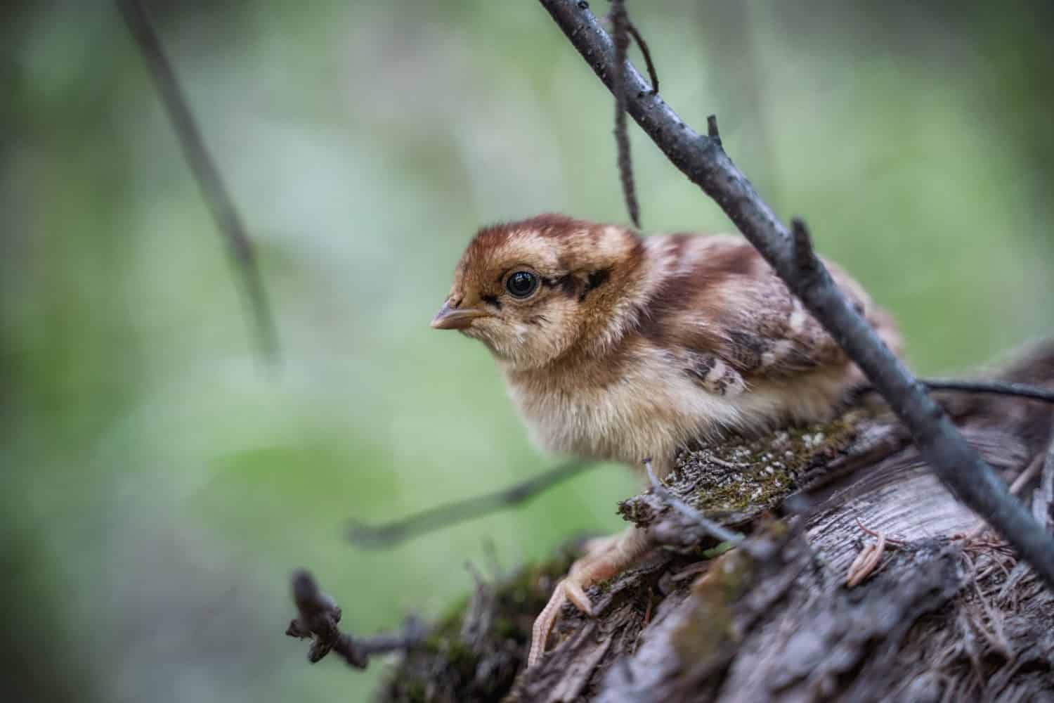 Bobwhite Quail chick (Colinus Virginianus)