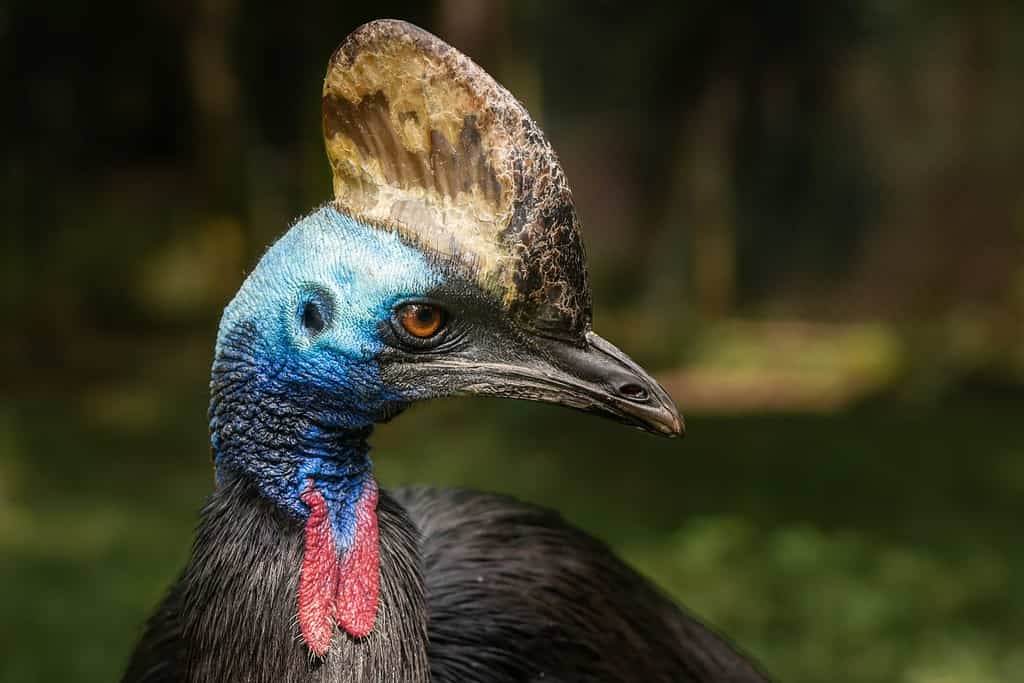 Southern cassowary closeup portrait - head detail
